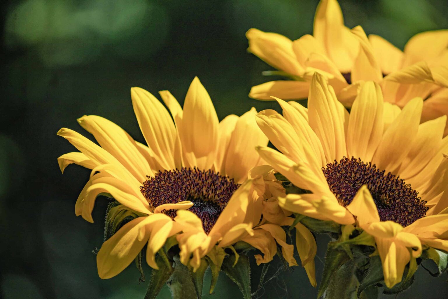 the-10-best-low-maintenance-plants-for-florida-landscaping