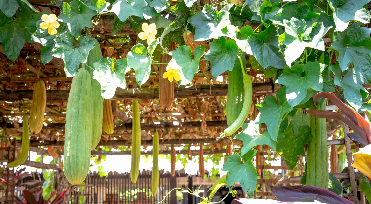 The 10 Best Low Maintenance Plants for Florida Landscaping