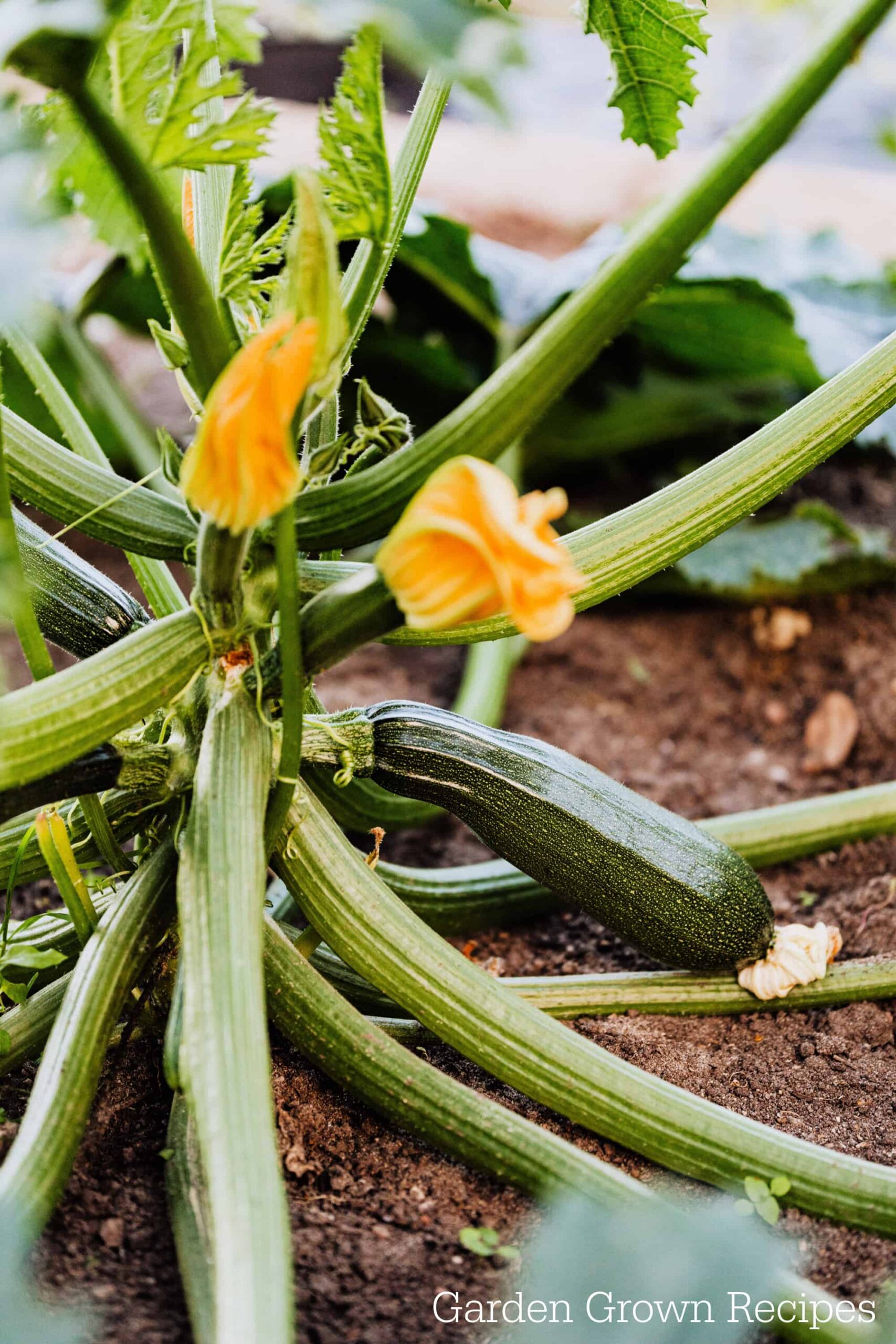 train zucchini on a trellis, zucchini plant