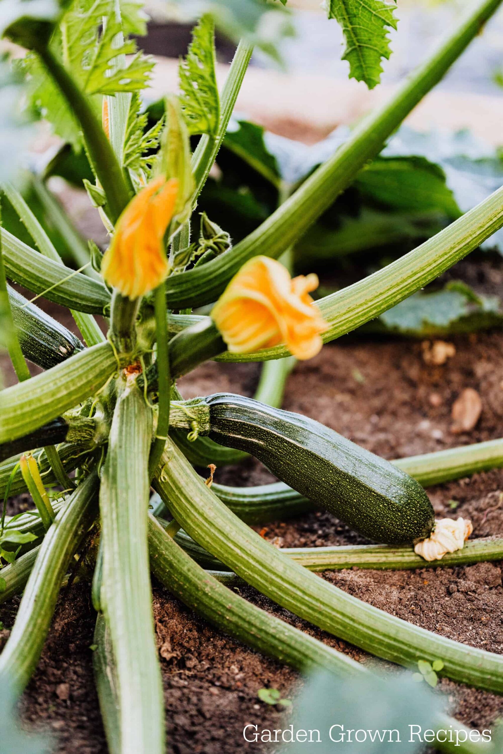 zucchini plant trellis