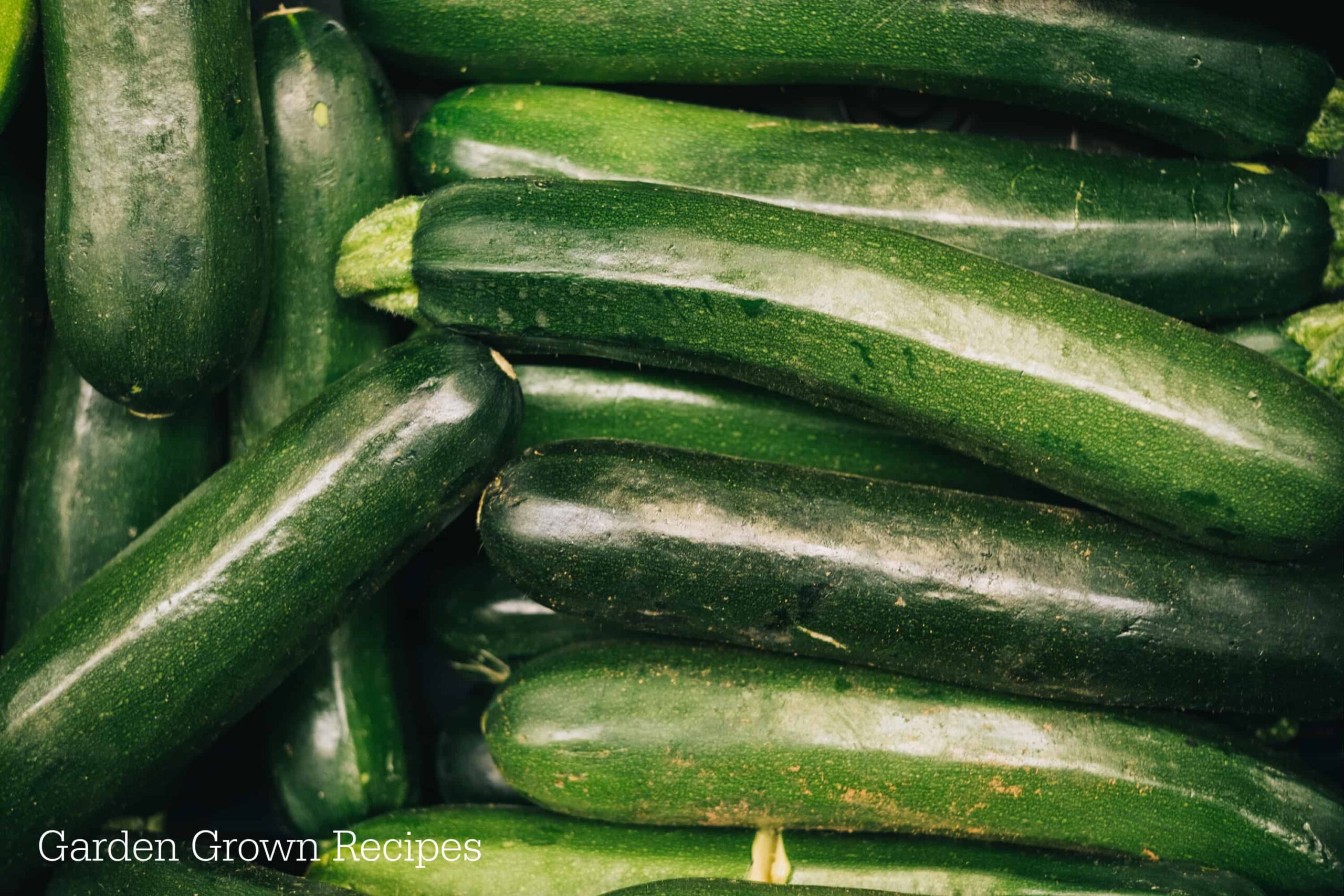 zucchini plant trellis