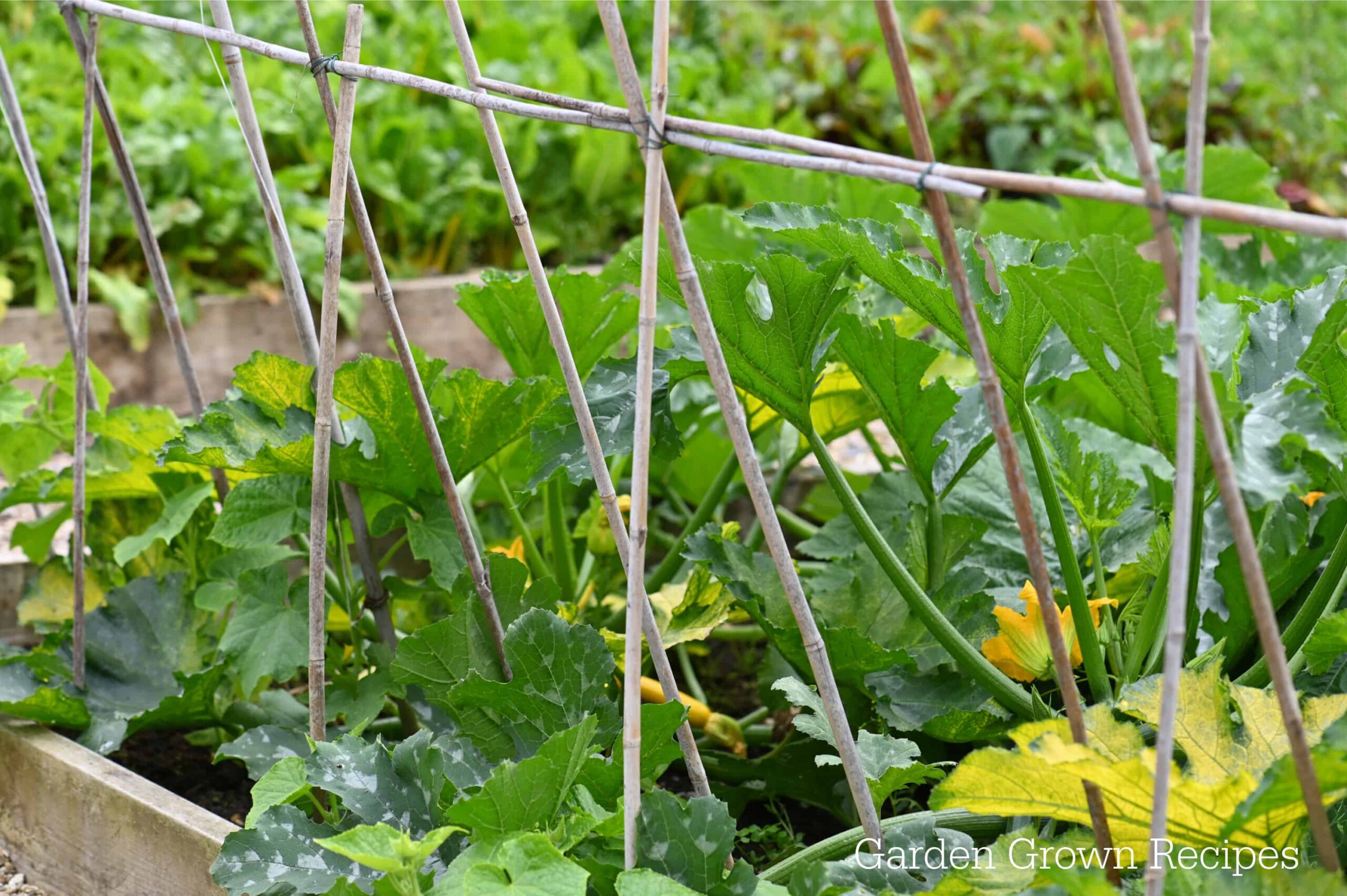 zucchini plant trellis