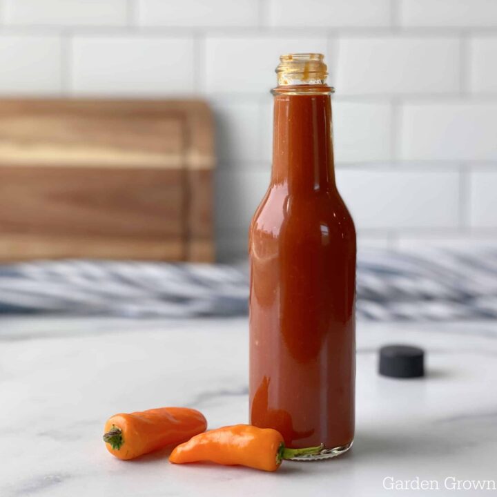 Hot Datil Pepper Sauce Recipe (Florida Original)