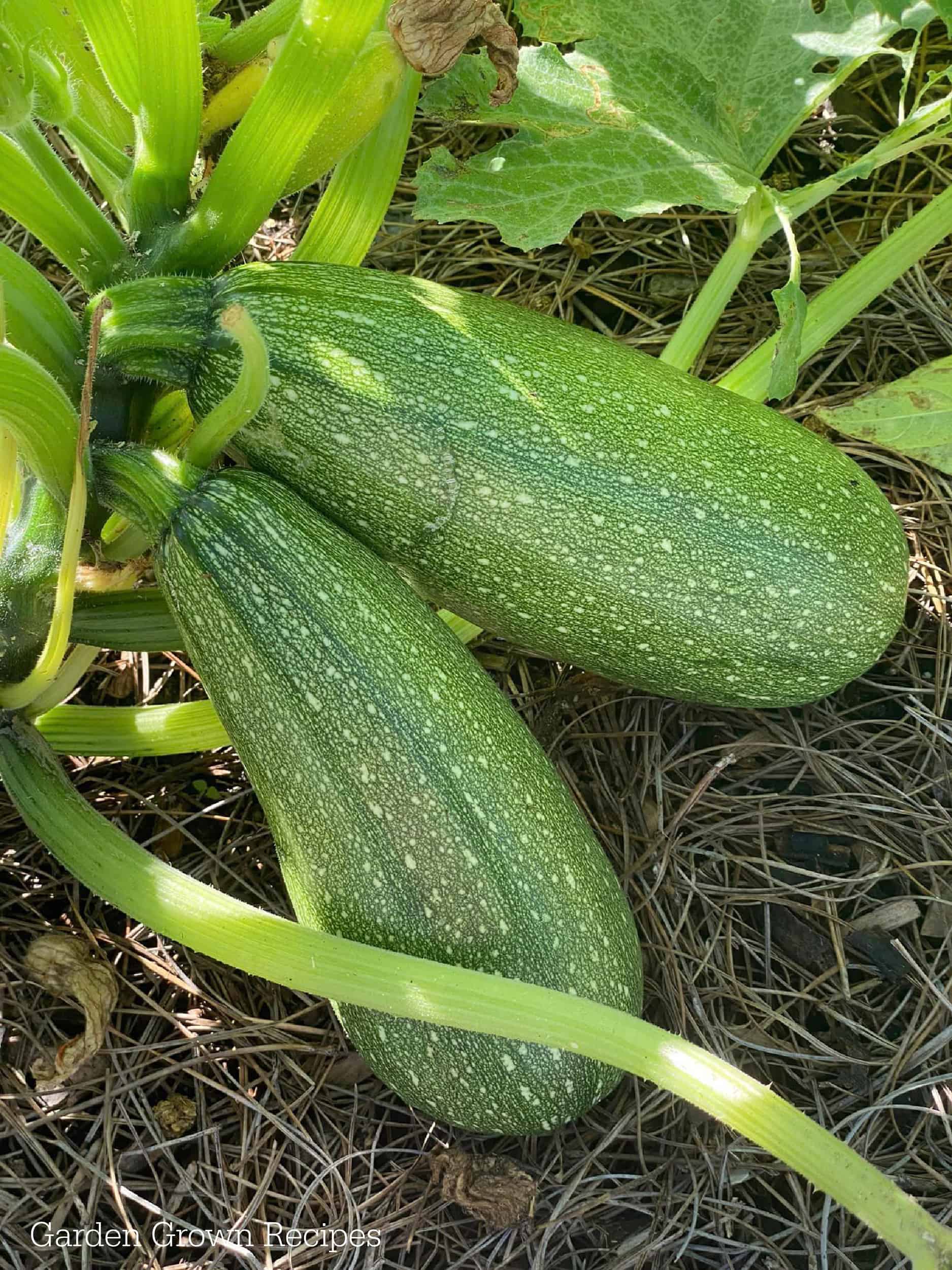 zucchini in garden, homegrown zucchini plant 