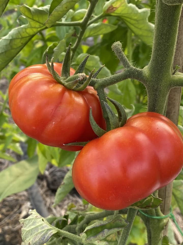 fresh tomatoes 